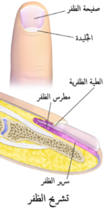 سرير الأظافر